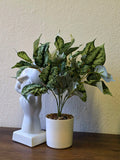 Kunstpflanze Kolbenfaden (Aglaonema) 40 cm im Topf