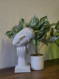 Kunstpflanze Kolbenfaden (Aglaonema) 40 cm im Topf