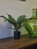 Kunstpflanze Glanzkölbchen (Aphelandra Squarrosa) – 2er Set – 50 cm im Topf
