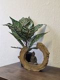 Kunstpflanze Glanzkölbchen (Aphelandra Squarrosa) – 2er Set – 50 cm im Topf