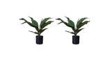 Kunstpflanze Glanzkölbchen (Aphelandra Squarrosa) – 2er Set – 50 cm im Topf