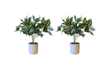 Kunstpflanze Kolbenfaden (Aglaonema) – 2er Set – 40 cm im Topf