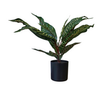 Kunstpflanze Glanzkölbchen (Aphelandra Squarrosa) – 2er Set – 50 cm im Topf
