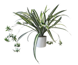 Kunstpflanze Grünlilie (Chlorophytum comosum) 60 cm im Topf