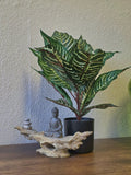 Kunstpflanze Glanzkölbchen (Aphelandra Squarrosa) – 2er Set – 50 cm im Topf