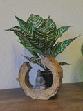 Kunstpflanze Glanzkölbchen (Aphelandra Squarrosa) – 2er Set – 50 cm im Topf