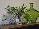 Kunstpflanze Grünlilie (Chlorophytum comosum) 60 cm im Topf