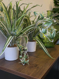 Kunstpflanze Grünlilie (Chlorophytum comosum) 60 cm im Topf
