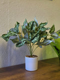 Kunstpflanze Kolbenfaden (Aglaonema) 40 cm im Topf