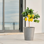 Boum Pflanztopf 15L Pro grau mit innovativem Dochtsystem