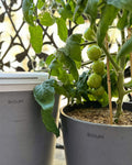 Boum 2 Starter Set: 35L Wassertank + Steuerung + Pflanztopf 15L grau